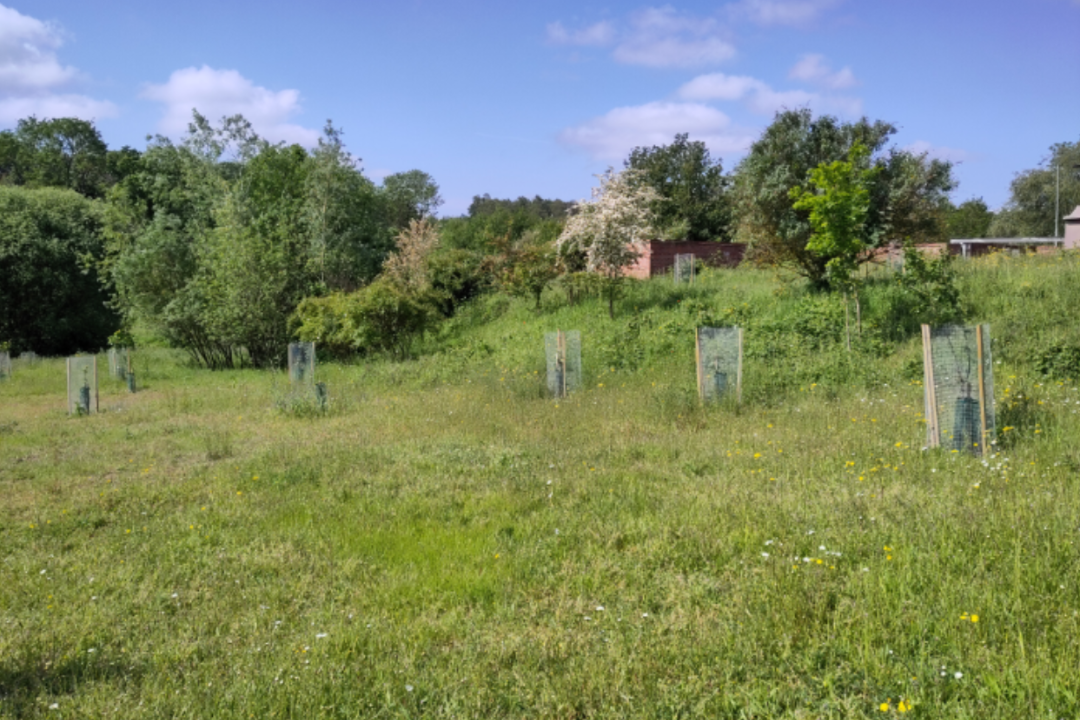 Field with trees